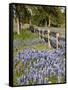 Lone Oak Tree Along Fence Line With Spring Bluebonnets, Texas, USA-Julie Eggers-Framed Stretched Canvas