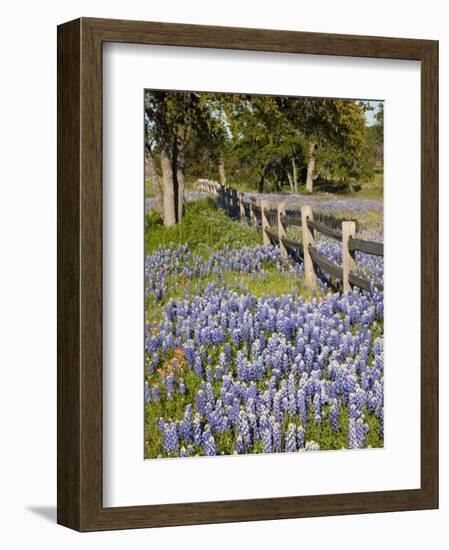 Lone Oak Tree Along Fence Line With Spring Bluebonnets, Texas, USA-Julie Eggers-Framed Photographic Print