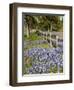 Lone Oak Tree Along Fence Line With Spring Bluebonnets, Texas, USA-Julie Eggers-Framed Photographic Print