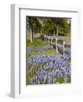 Lone Oak Tree Along Fence Line With Spring Bluebonnets, Texas, USA-Julie Eggers-Framed Photographic Print