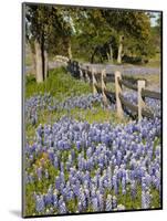 Lone Oak Tree Along Fence Line With Spring Bluebonnets, Texas, USA-Julie Eggers-Mounted Photographic Print