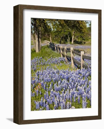 Lone Oak Tree Along Fence Line With Spring Bluebonnets, Texas, USA-Julie Eggers-Framed Photographic Print