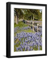 Lone Oak Tree Along Fence Line With Spring Bluebonnets, Texas, USA-Julie Eggers-Framed Photographic Print