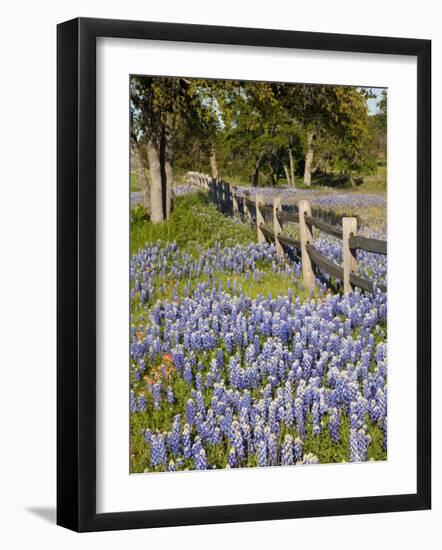 Lone Oak Tree Along Fence Line With Spring Bluebonnets, Texas, USA-Julie Eggers-Framed Photographic Print