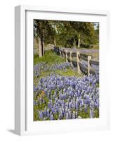 Lone Oak Tree Along Fence Line With Spring Bluebonnets, Texas, USA-Julie Eggers-Framed Photographic Print