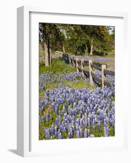 Lone Oak Tree Along Fence Line With Spring Bluebonnets, Texas, USA-Julie Eggers-Framed Photographic Print