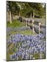 Lone Oak Tree Along Fence Line With Spring Bluebonnets, Texas, USA-Julie Eggers-Mounted Photographic Print