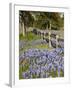 Lone Oak Tree Along Fence Line With Spring Bluebonnets, Texas, USA-Julie Eggers-Framed Photographic Print