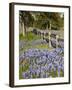 Lone Oak Tree Along Fence Line With Spring Bluebonnets, Texas, USA-Julie Eggers-Framed Photographic Print