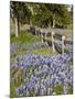 Lone Oak Tree Along Fence Line With Spring Bluebonnets, Texas, USA-Julie Eggers-Mounted Photographic Print