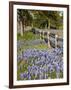 Lone Oak Tree Along Fence Line With Spring Bluebonnets, Texas, USA-Julie Eggers-Framed Photographic Print