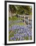 Lone Oak Tree Along Fence Line With Spring Bluebonnets, Texas, USA-Julie Eggers-Framed Photographic Print