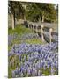 Lone Oak Tree Along Fence Line With Spring Bluebonnets, Texas, USA-Julie Eggers-Mounted Photographic Print