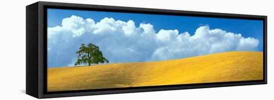 Lone Oak Tree over Grass at Hillside, Paso Robles, San Luis Obispo County, California, USA-null-Framed Stretched Canvas