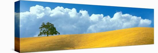 Lone Oak Tree over Grass at Hillside, Paso Robles, San Luis Obispo County, California, USA-null-Stretched Canvas