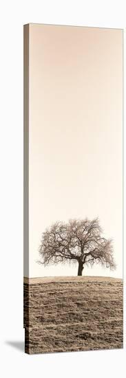 Lone Oak Tree-Alan Blaustein-Stretched Canvas