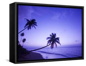 Lone Palm Trees at Sunset, Coconut Grove Beach at Cade's Bay, Nevis, Caribbean-Greg Johnston-Framed Stretched Canvas