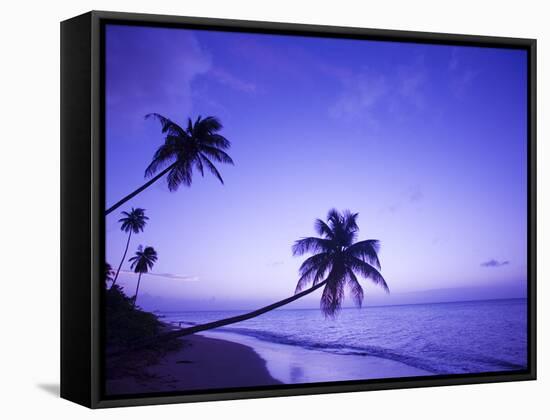 Lone Palm Trees at Sunset, Coconut Grove Beach at Cade's Bay, Nevis, Caribbean-Greg Johnston-Framed Stretched Canvas