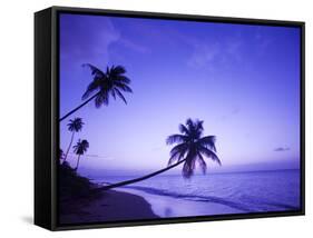 Lone Palm Trees at Sunset, Coconut Grove Beach at Cade's Bay, Nevis, Caribbean-Greg Johnston-Framed Stretched Canvas