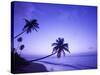 Lone Palm Trees at Sunset, Coconut Grove Beach at Cade's Bay, Nevis, Caribbean-Greg Johnston-Stretched Canvas