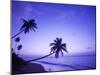 Lone Palm Trees at Sunset, Coconut Grove Beach at Cade's Bay, Nevis, Caribbean-Greg Johnston-Mounted Premium Photographic Print
