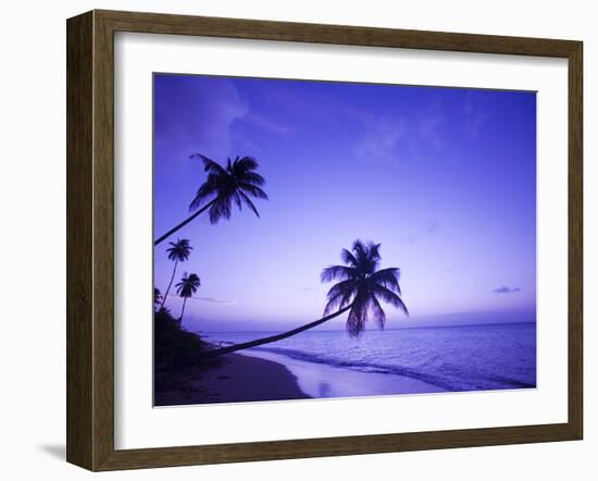 Lone Palm Trees at Sunset, Coconut Grove Beach at Cade's Bay, Nevis, Caribbean-Greg Johnston-Framed Photographic Print