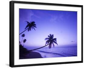 Lone Palm Trees at Sunset, Coconut Grove Beach at Cade's Bay, Nevis, Caribbean-Greg Johnston-Framed Photographic Print