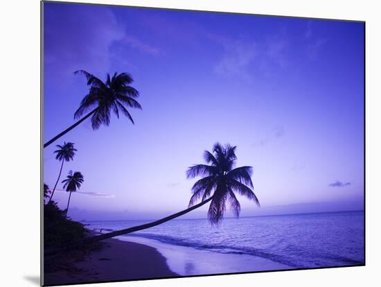 Lone Palm Trees at Sunset, Coconut Grove Beach at Cade's Bay, Nevis, Caribbean-Greg Johnston-Mounted Photographic Print
