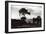 Lone Pine, Torrey Pines State Park-null-Framed Art Print