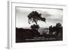 Lone Pine, Torrey Pines State Park-null-Framed Art Print