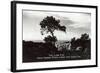 Lone Pine, Torrey Pines State Park-null-Framed Art Print