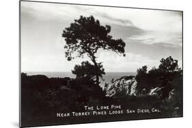 Lone Pine, Torrey Pines State Park-null-Mounted Art Print