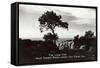 Lone Pine, Torrey Pines State Park-null-Framed Stretched Canvas