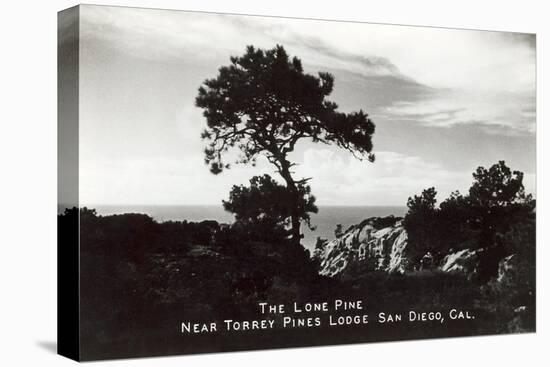 Lone Pine, Torrey Pines State Park-null-Stretched Canvas