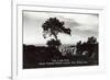 Lone Pine, Torrey Pines State Park-null-Framed Art Print