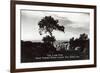 Lone Pine, Torrey Pines State Park-null-Framed Art Print