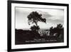 Lone Pine, Torrey Pines State Park-null-Framed Art Print