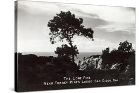 Lone Pine, Torrey Pines State Park-null-Stretched Canvas