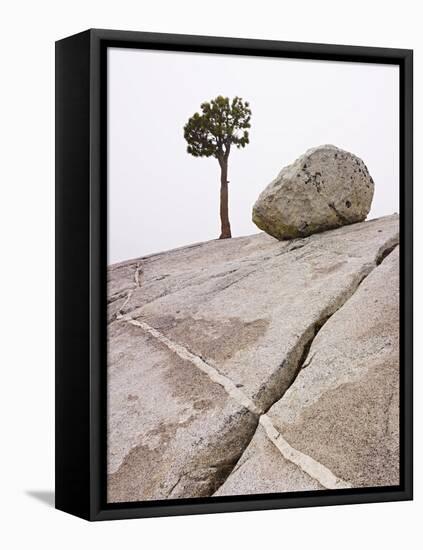 Lone Pine Tree and Boulder on Patterned Granite-Micha Pawlitzki-Framed Stretched Canvas