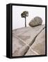 Lone Pine Tree and Boulder on Patterned Granite-Micha Pawlitzki-Framed Stretched Canvas