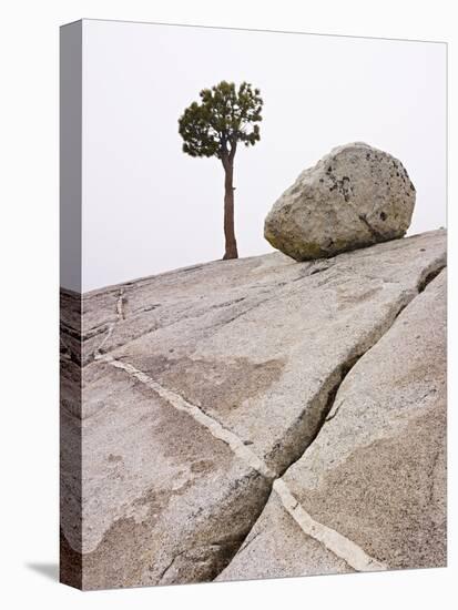 Lone Pine Tree and Boulder on Patterned Granite-Micha Pawlitzki-Stretched Canvas