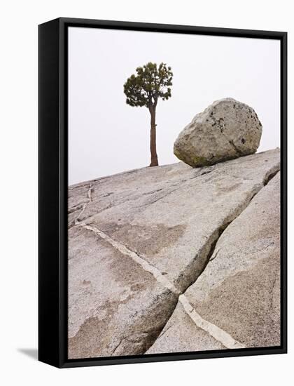 Lone Pine Tree and Boulder on Patterned Granite-Micha Pawlitzki-Framed Stretched Canvas
