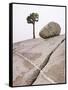 Lone Pine Tree and Boulder on Patterned Granite-Micha Pawlitzki-Framed Stretched Canvas