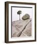 Lone Pine Tree and Boulder on Patterned Granite-Micha Pawlitzki-Framed Premium Photographic Print