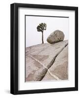 Lone Pine Tree and Boulder on Patterned Granite-Micha Pawlitzki-Framed Premium Photographic Print