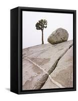 Lone Pine Tree and Boulder on Patterned Granite-Micha Pawlitzki-Framed Stretched Canvas