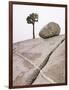 Lone Pine Tree and Boulder on Patterned Granite-Micha Pawlitzki-Framed Photographic Print