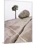 Lone Pine Tree and Boulder on Patterned Granite-Micha Pawlitzki-Mounted Photographic Print