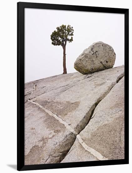 Lone Pine Tree and Boulder on Patterned Granite-Micha Pawlitzki-Framed Photographic Print