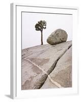 Lone Pine Tree and Boulder on Patterned Granite-Micha Pawlitzki-Framed Photographic Print